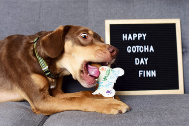 Tips for Fostering, Adopting and Celebrating a New Furfriend During A Pandemic