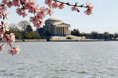 Washington D.C.'s Cherry Blossoms: Where's the Best Spot to Snap the Perfect Pic?