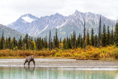 Stop Filling the Frame: The Power of Small-in-Frame Wildlife Photography