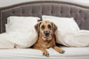 Professional Dog Photos by Amiee Stubbs Photography