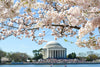 Jefferson Memorial Washington DC Cherry Blossoms