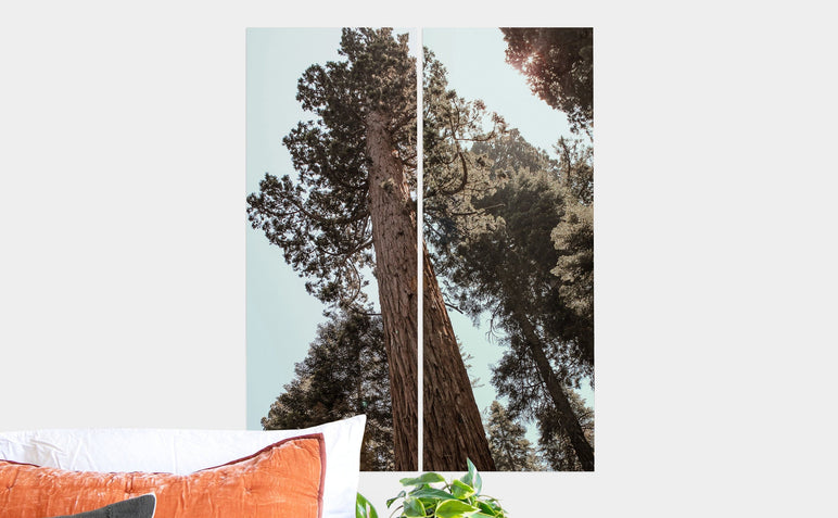 Flat lay of two 10x26" Professional Photo Prints featuring a picture of a very large tree.