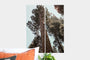 Flat lay of two 10x26" Professional Photo Prints featuring a picture of a very large tree.
