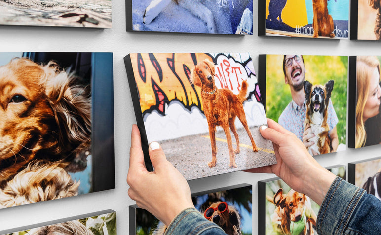 12 8x10" Standout Mounted Prints arranged as a gallery on a wall. A pair of hands is hanging up the center Print. All of the Prints feature photos of dogs. 