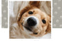 Best Dog Ever-Photo Books-Nations Photo Lab-Nations Photo Lab