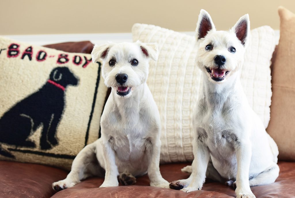 two dogs posing for camera