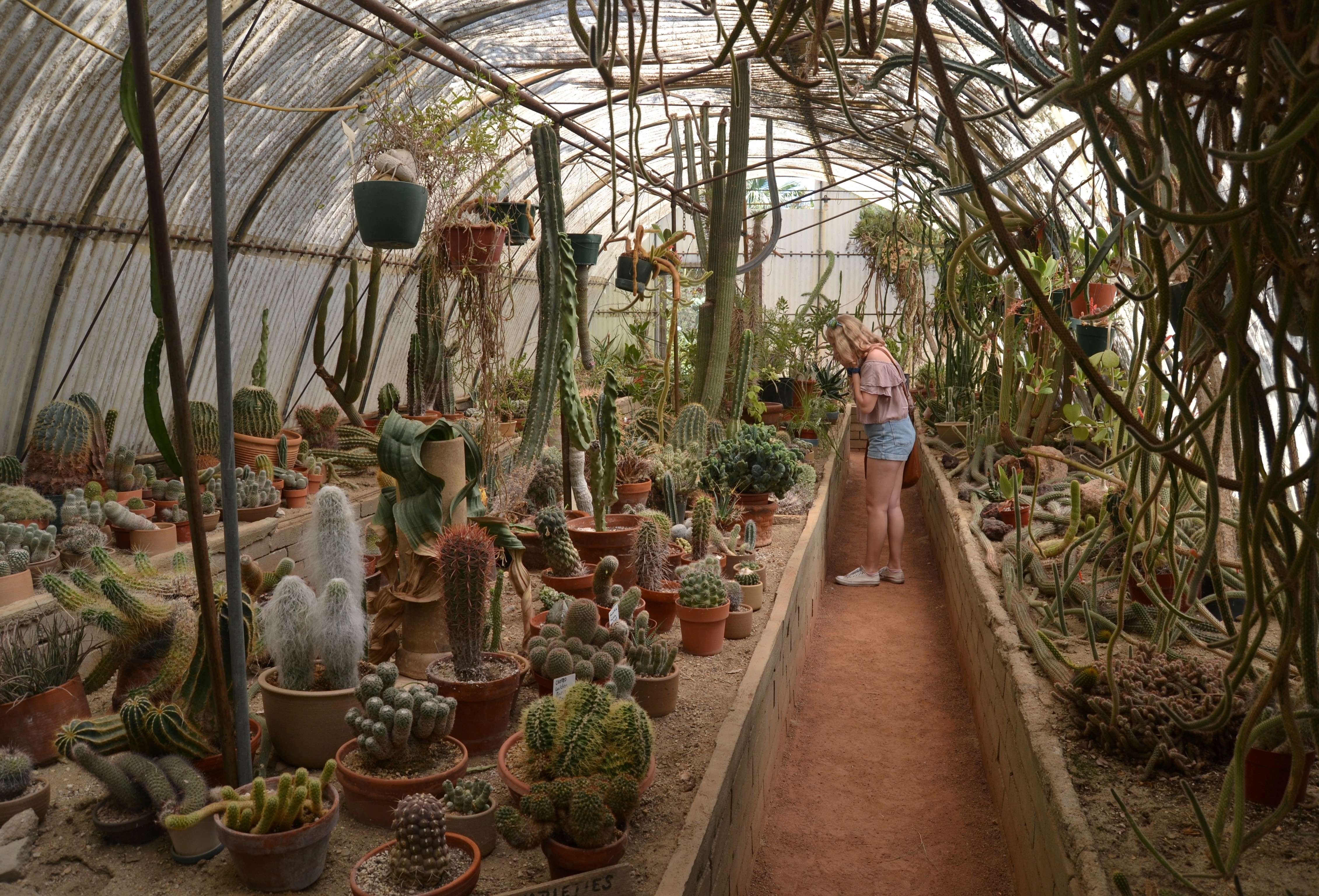 Image of a woman looking at plants in an indoor cactarium.
