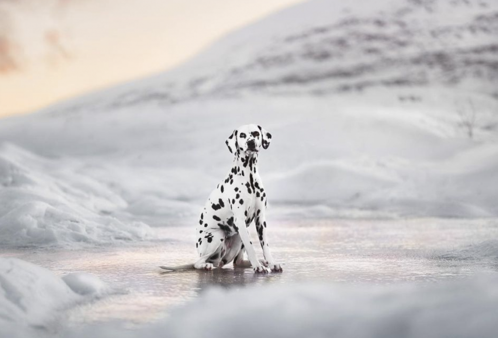 10 Pet Photographers to Follow On Instagram | Nations Photo Lab
