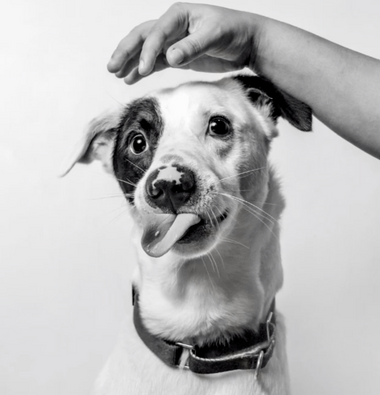 10 Pet Photographers to Follow On Instagram