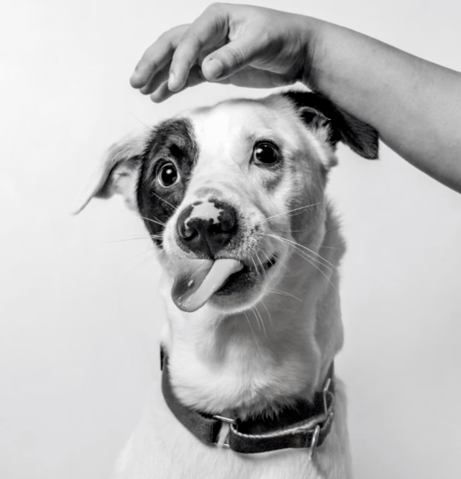 10 Pet Photographers to Follow On Instagram