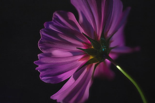 Tips for Capturing Stunning Floral Shots at Home