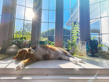 National Pet Day Photo Contest: Meet Our Paw-some Winners!