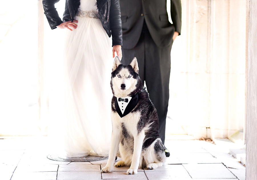 Husky with Bride and Groom
