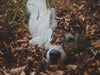 A dog rolling in Fall leaves