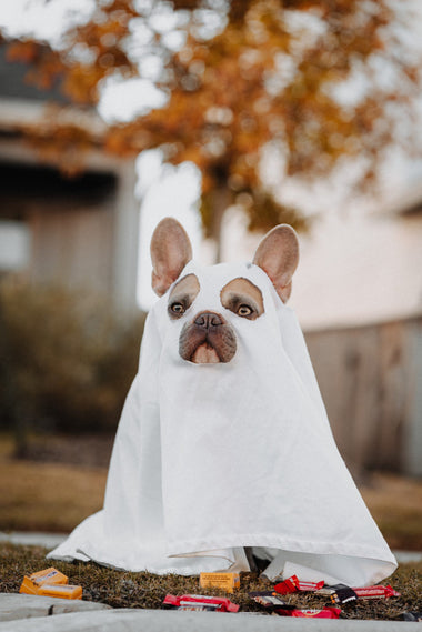 5 Ways to Print Your Halloween Photos
