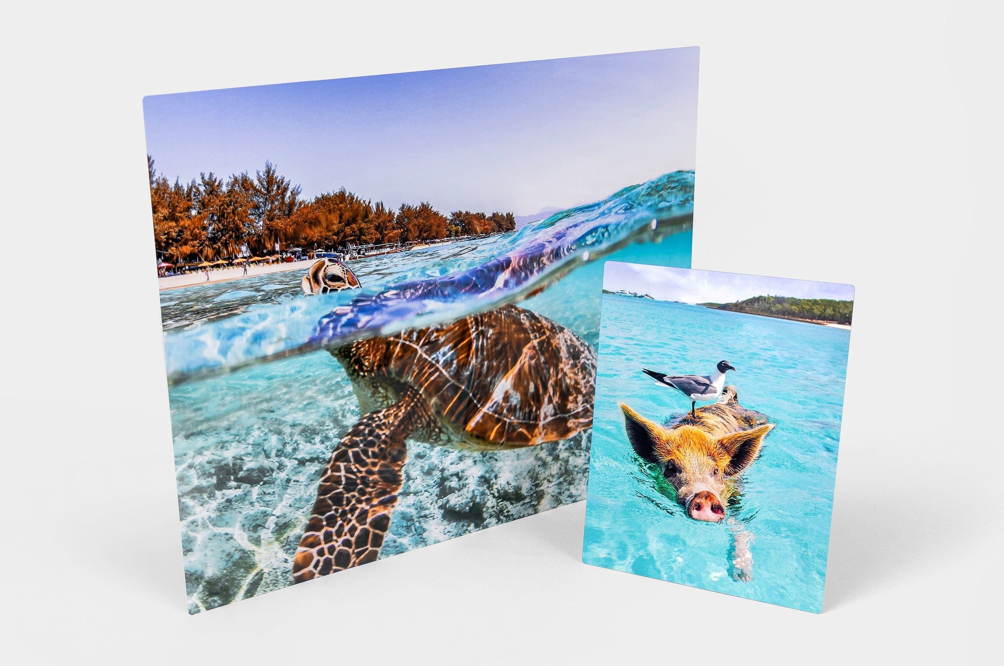 Two Metal Prints standing on a white background, the 20x30" Metal Print feature a photo of a sea turtle and the 8x10" Metal Print has a photo of a pig swimming with a seagull on it's head. 