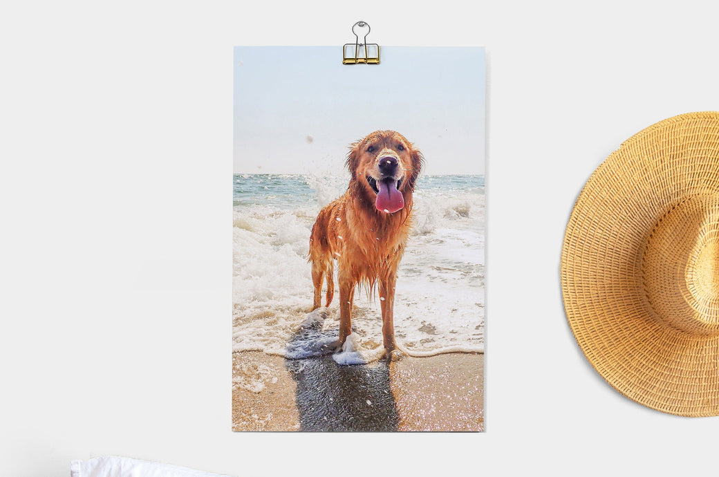 11x17" Photo Print featuring a picture of a dog at the beach. 