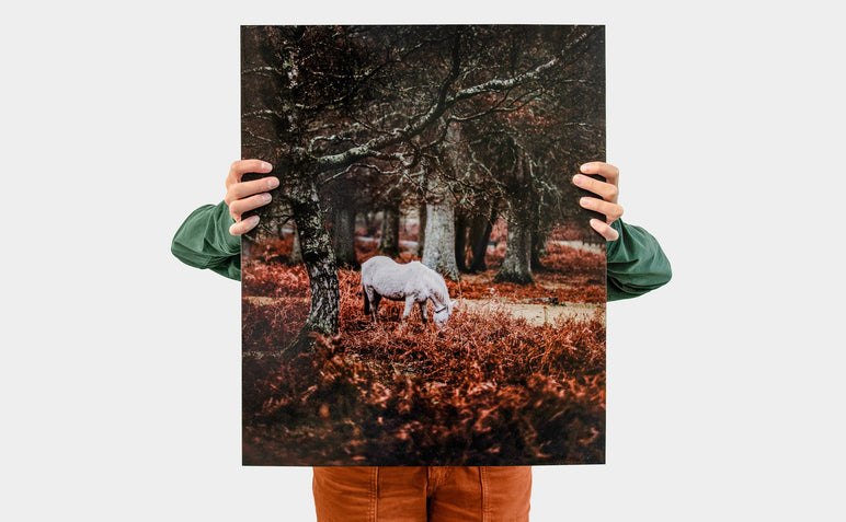 Woman holding up a 20x24" Portrait Lustre Photo Print with a picture of a horse in the woods. 