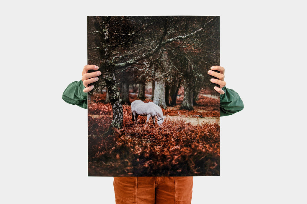 Woman holding up a 20x24" Portrait Lustre Photo Print with a picture of a horse in the woods. 