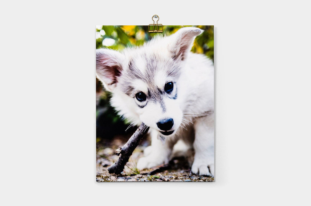 Flat lay of a 9x12" Professional Photo Prints featuring a picture of a puppy