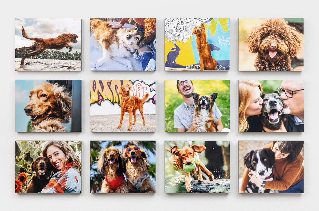 12 8x10" Standout Mounted Prints arranged as a gallery on a wall. All of the Prints feature photos of dogs. 